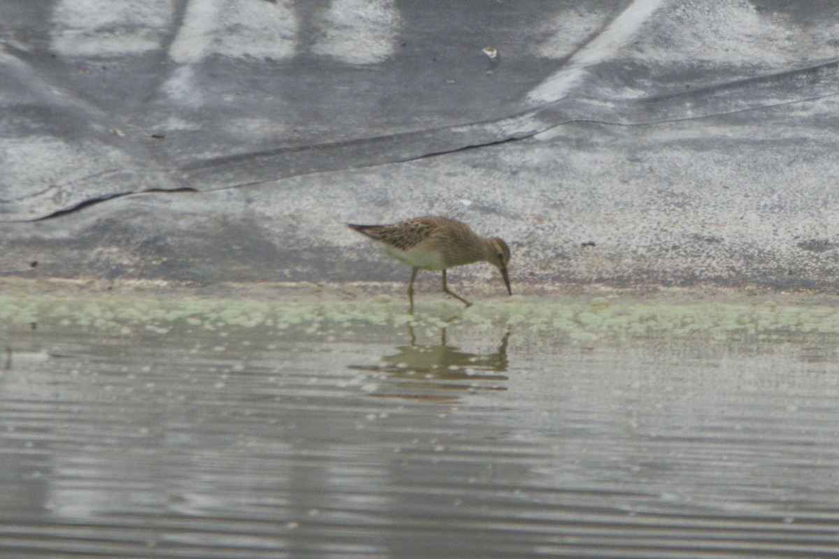 Txirri pektorala - ML641866322