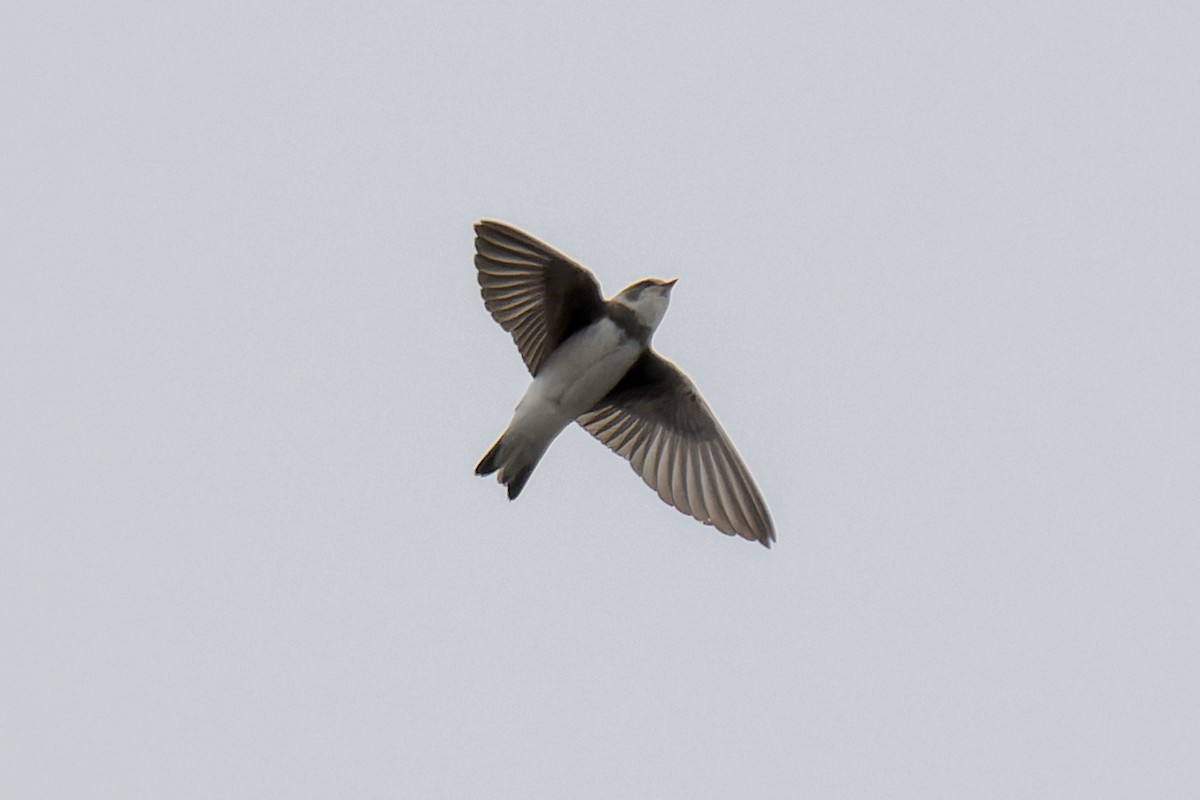 Bank Swallow - ML641866323