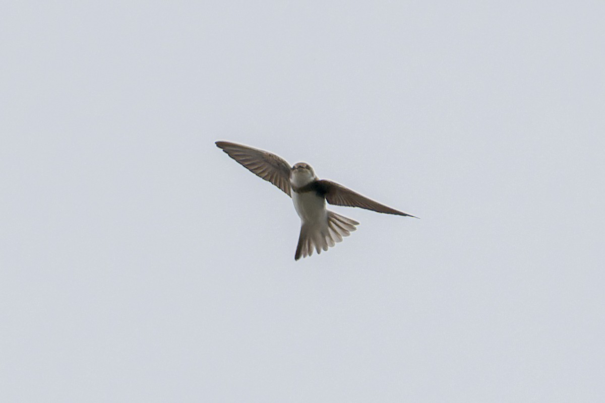 Bank Swallow - ML641866326