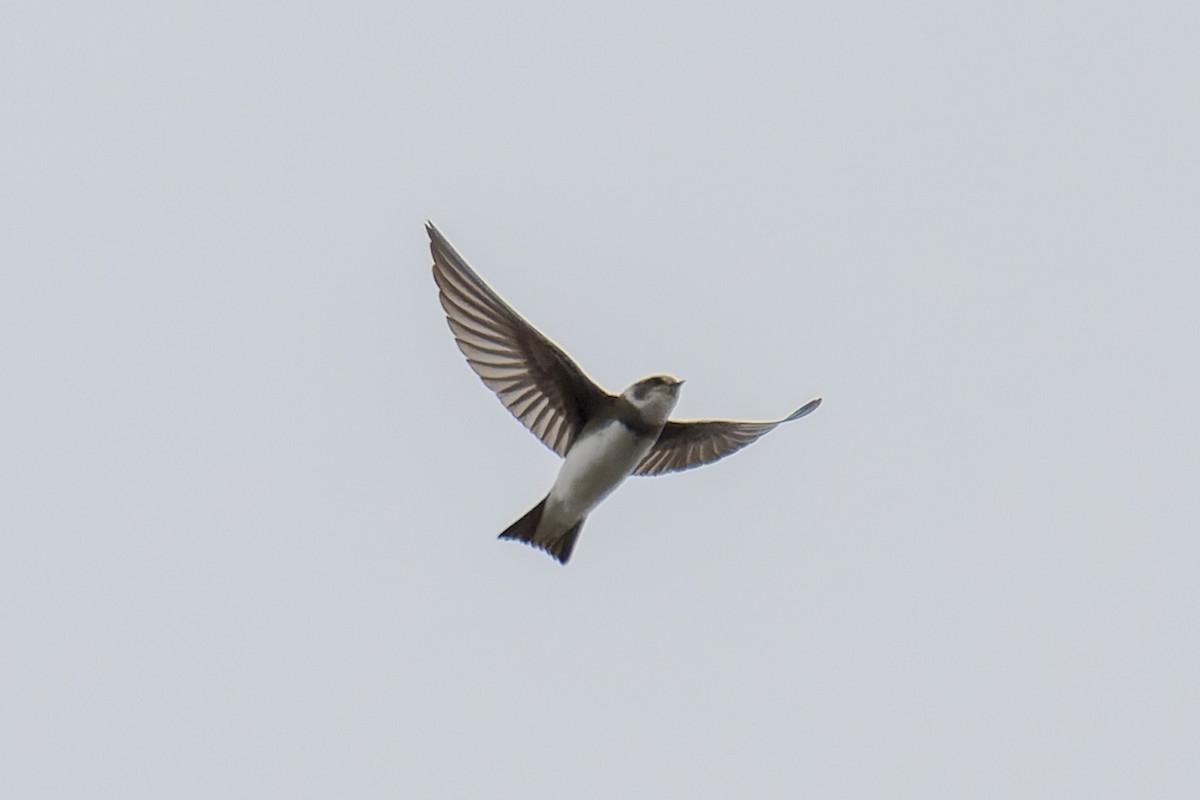 Bank Swallow - ML641866327