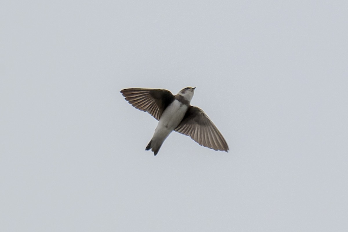 Bank Swallow - ML641866328