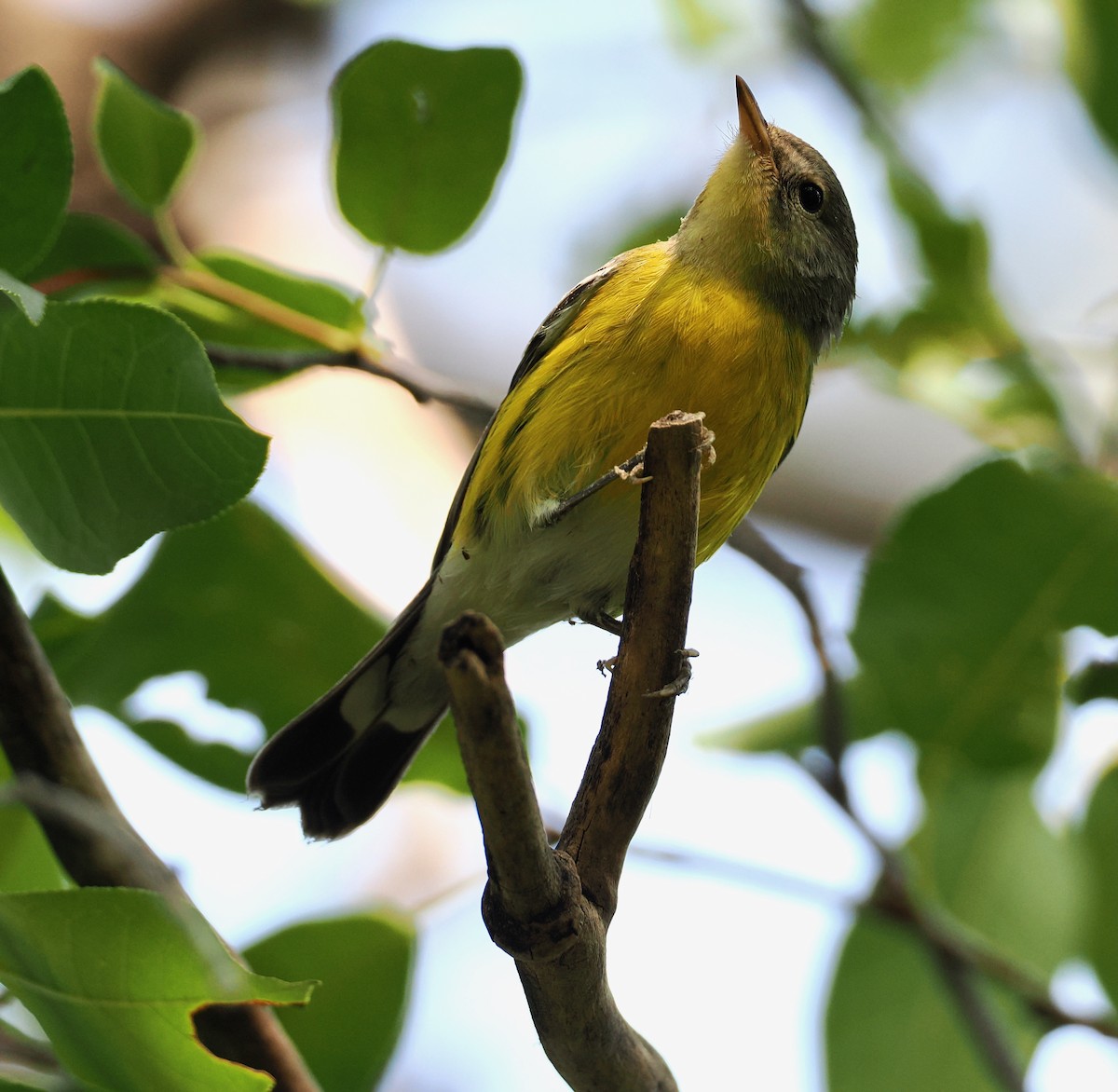 Magnolia Warbler - ML641866332