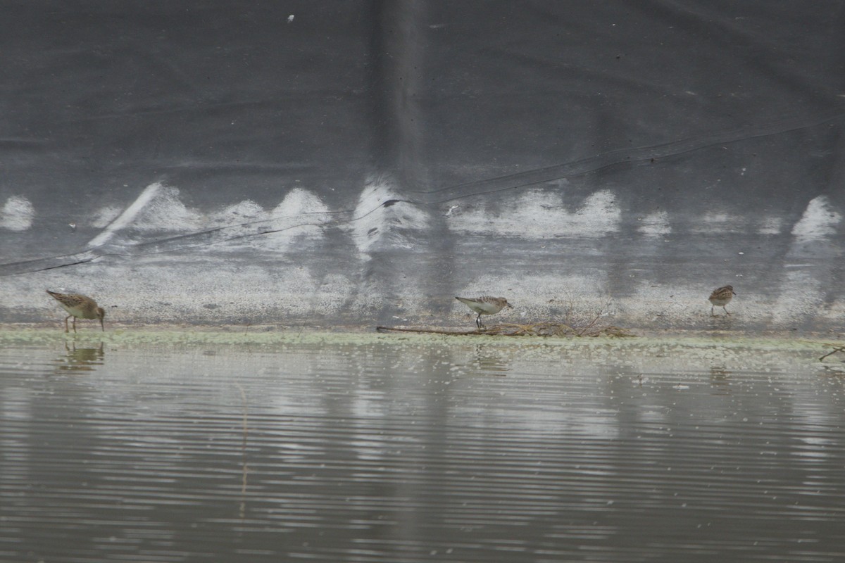 Baird txirria - ML641866336