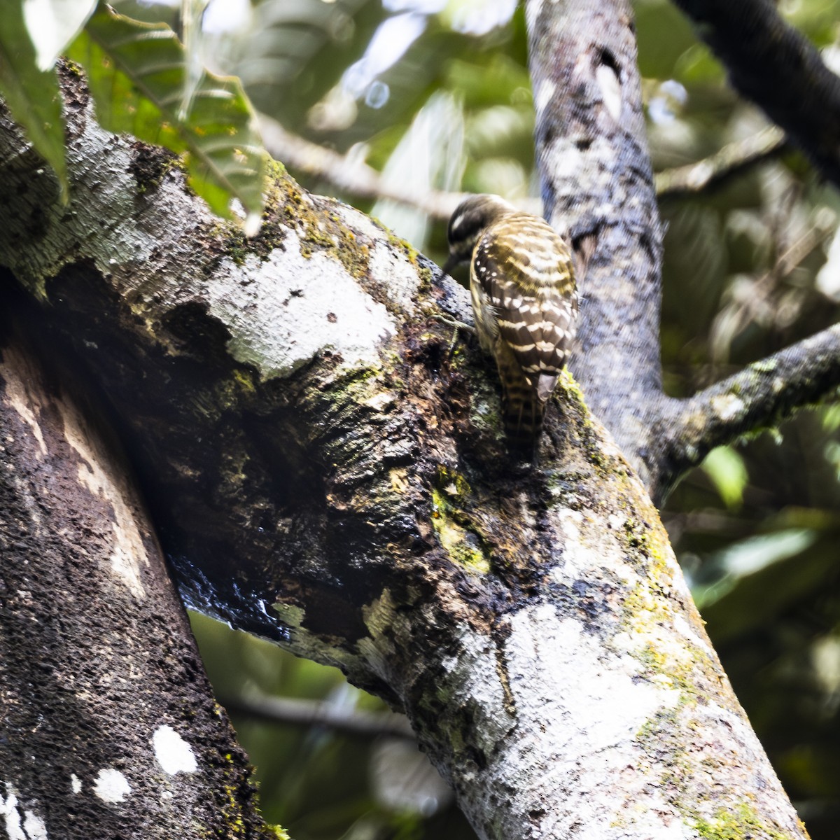 Sulawesi Pygmy Woodpecker - ML641866341
