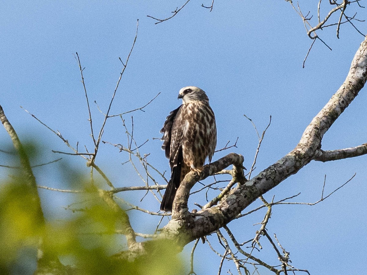 Mississippi Kite - ML641866346