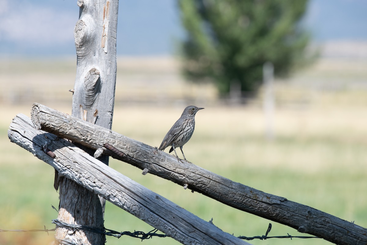 Sage Thrasher - ML641866359