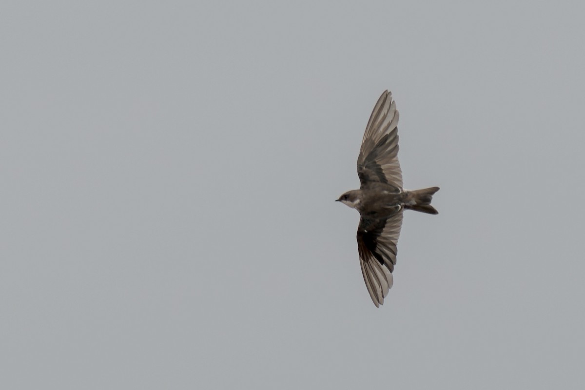 Tree Swallow - ML641866369