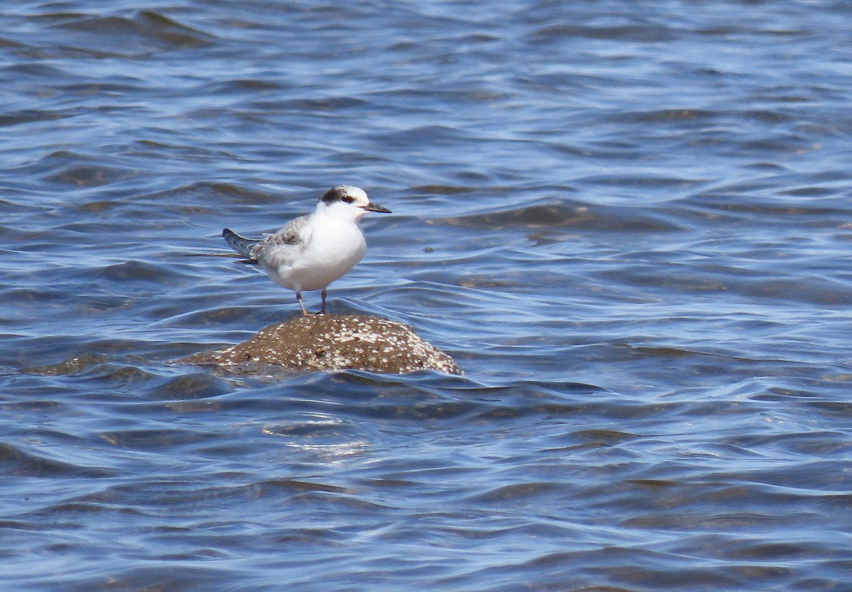 Common Tern - ML641866373