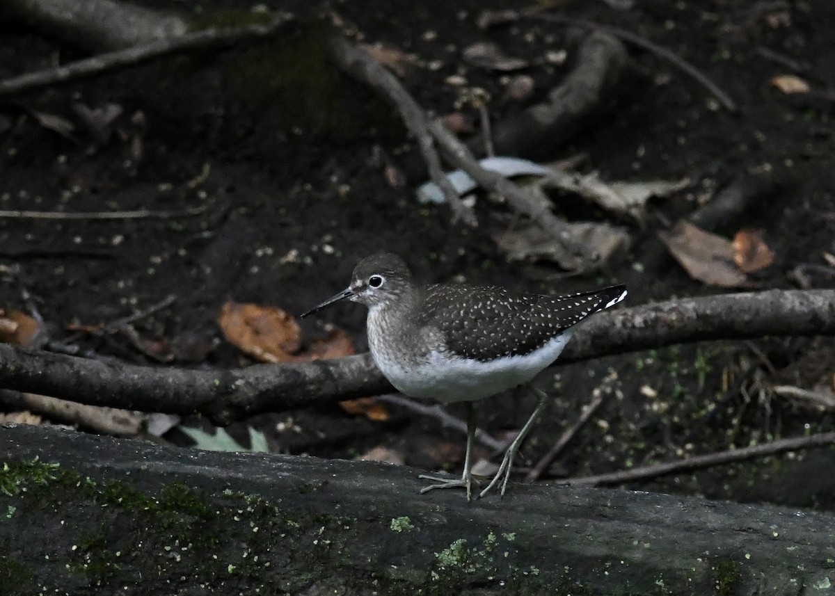 Solitary Sandpiper - ML641866376