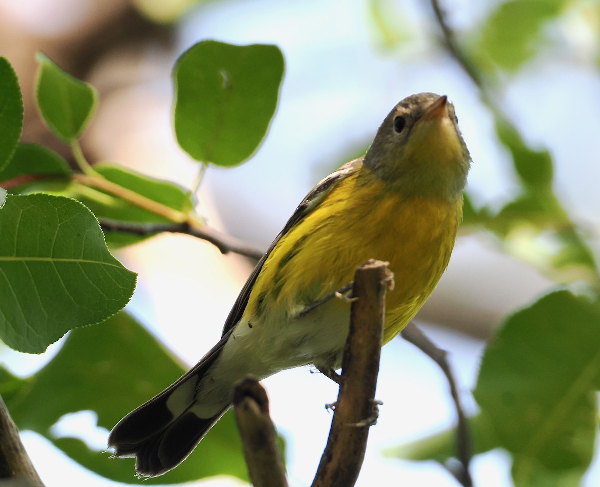 Magnolia Warbler - ML641866394