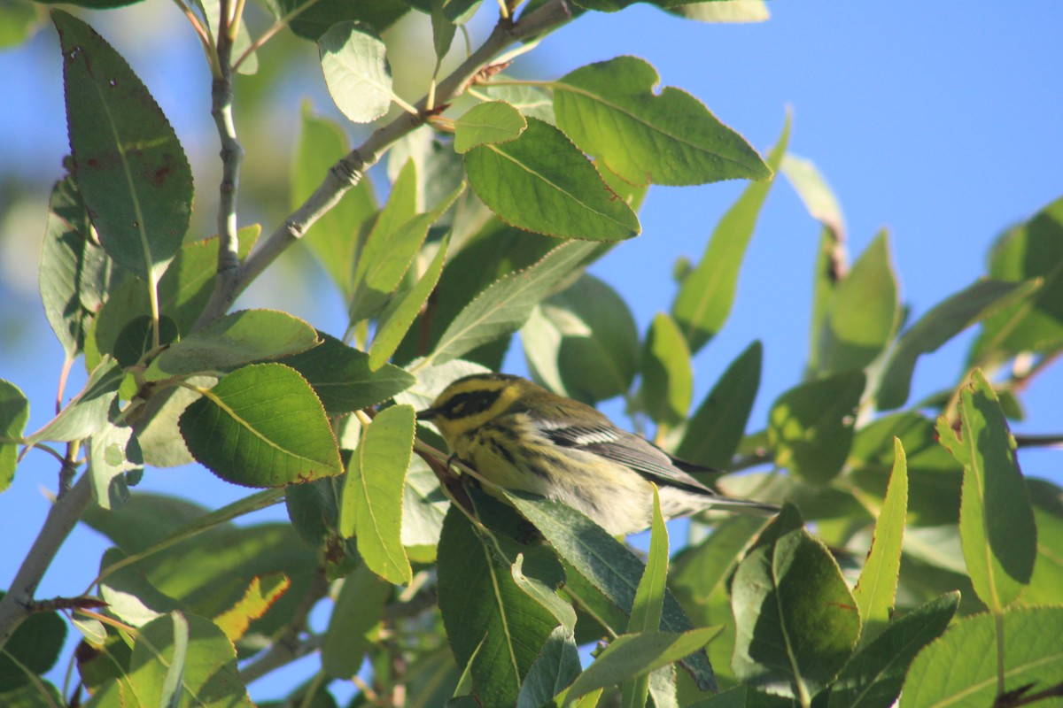 Townsend's Warbler - ML641866424