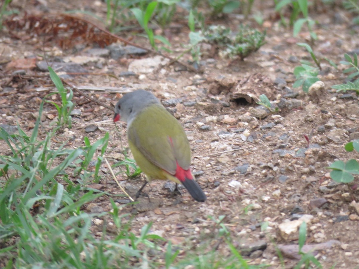 Yellow-bellied Waxbill - ML641866426