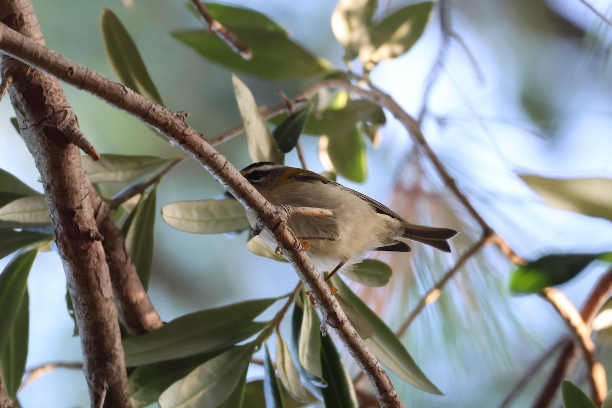 Common Firecrest - ML641866433