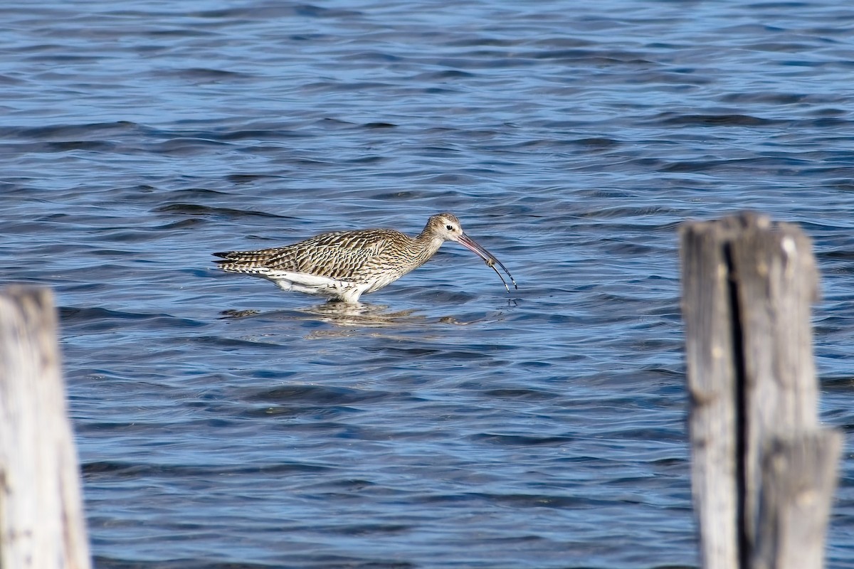 Eurasian Curlew - ML641866434