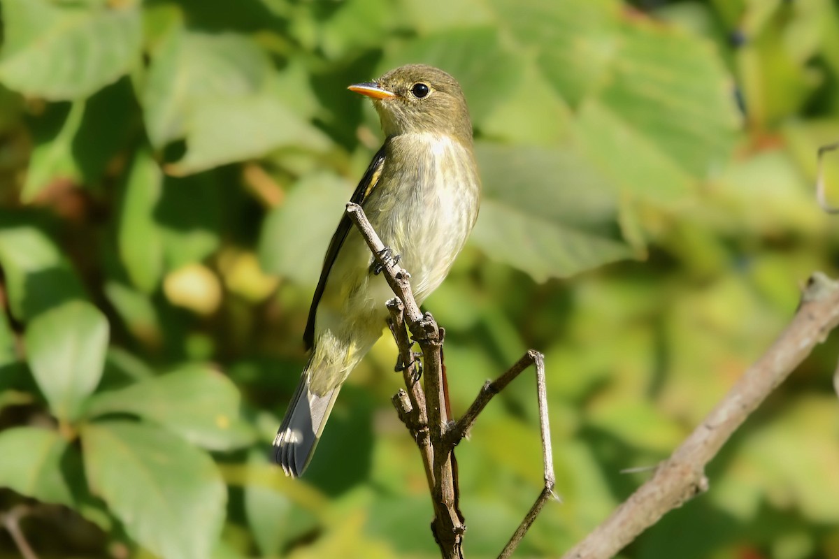 Least Flycatcher - ML641866436