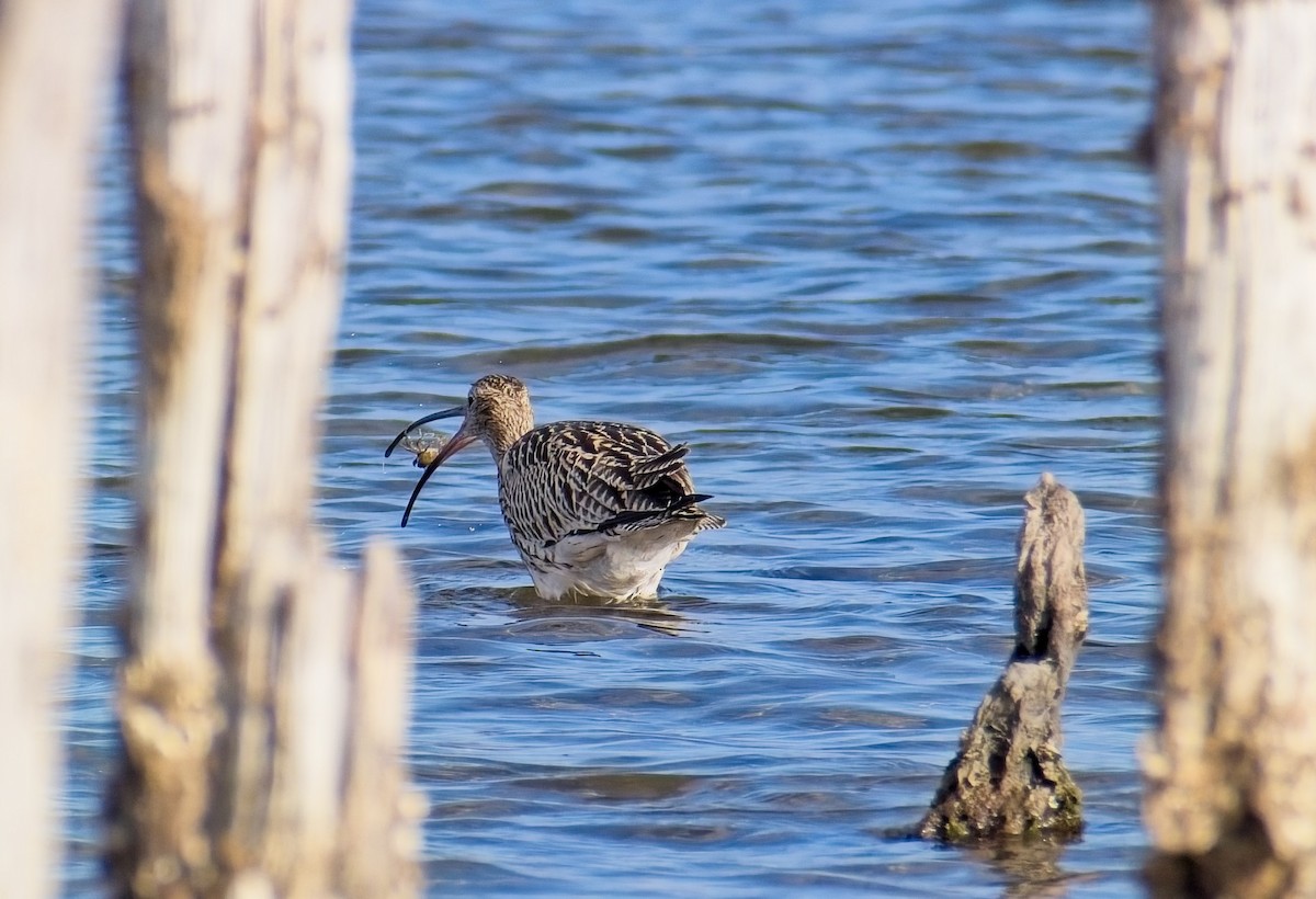 Eurasian Curlew - ML641866440