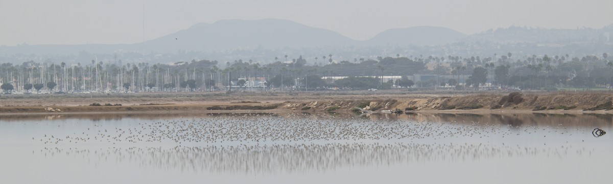 tanımsız küçük kumkuşu (Calidris sp.) - ML641866445