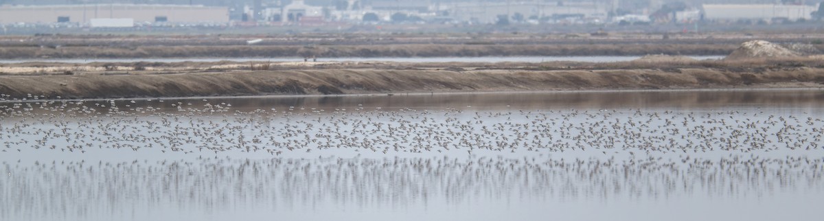 tanımsız küçük kumkuşu (Calidris sp.) - ML641866446