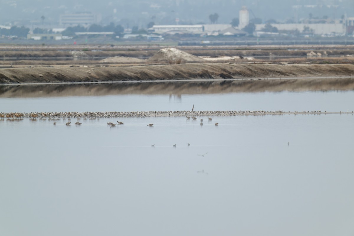 tanımsız küçük kumkuşu (Calidris sp.) - ML641866447