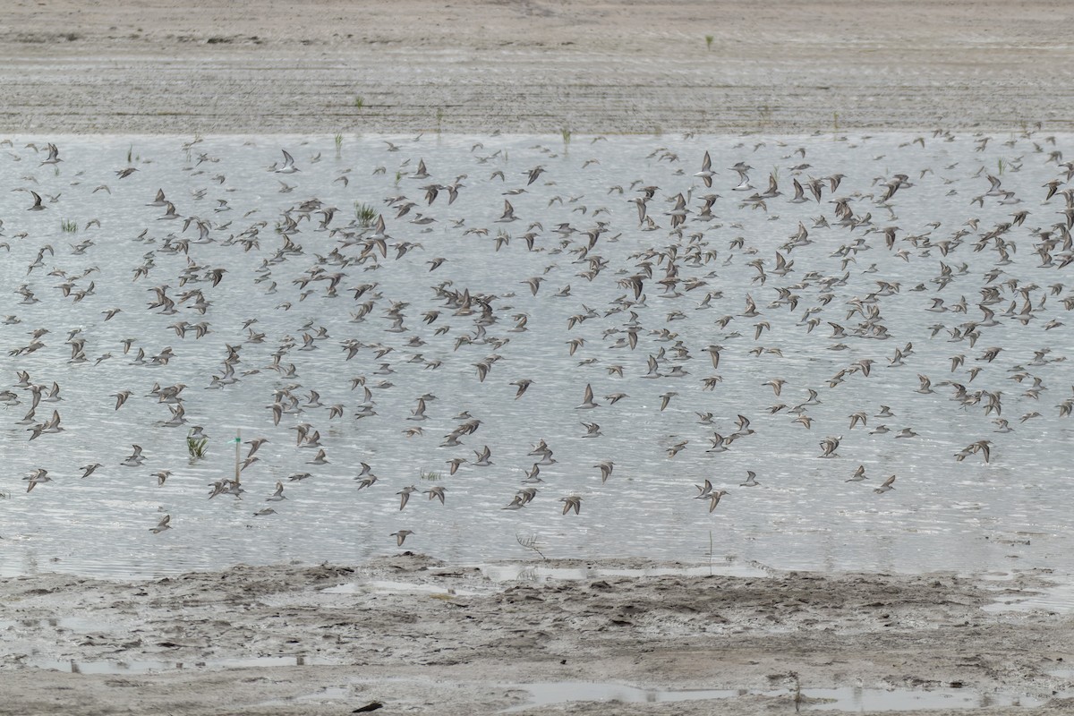 tanımsız küçük kumkuşu (Calidris sp.) - ML641866448