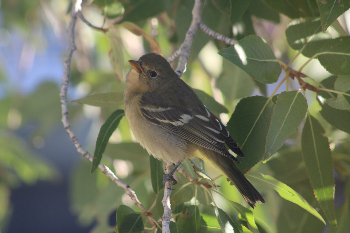 Western Tanager - ML641866491