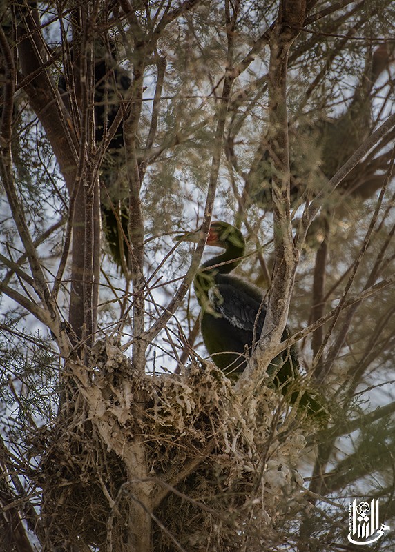 Reed Cormorant - ML641866498