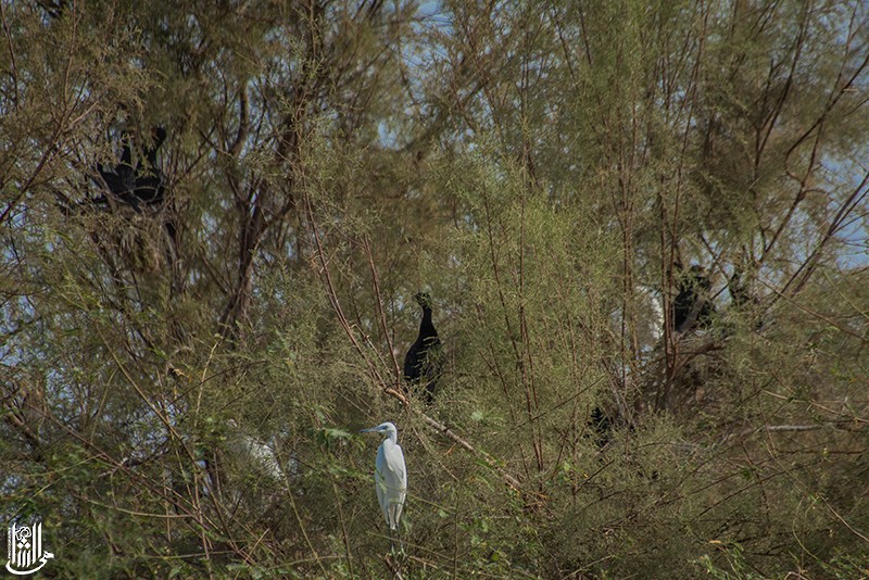Reed Cormorant - ML641866500