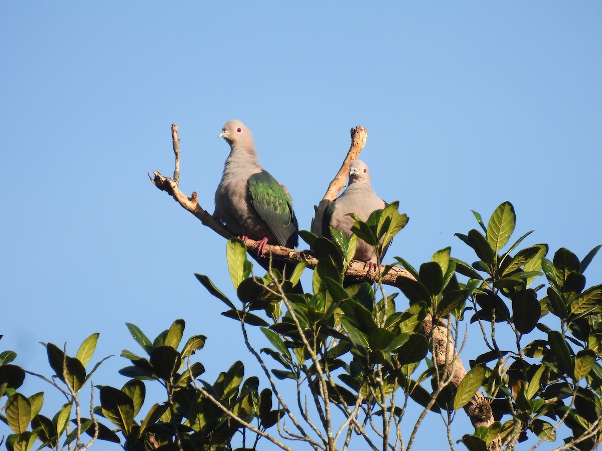 Green Imperial-Pigeon - ML641866501