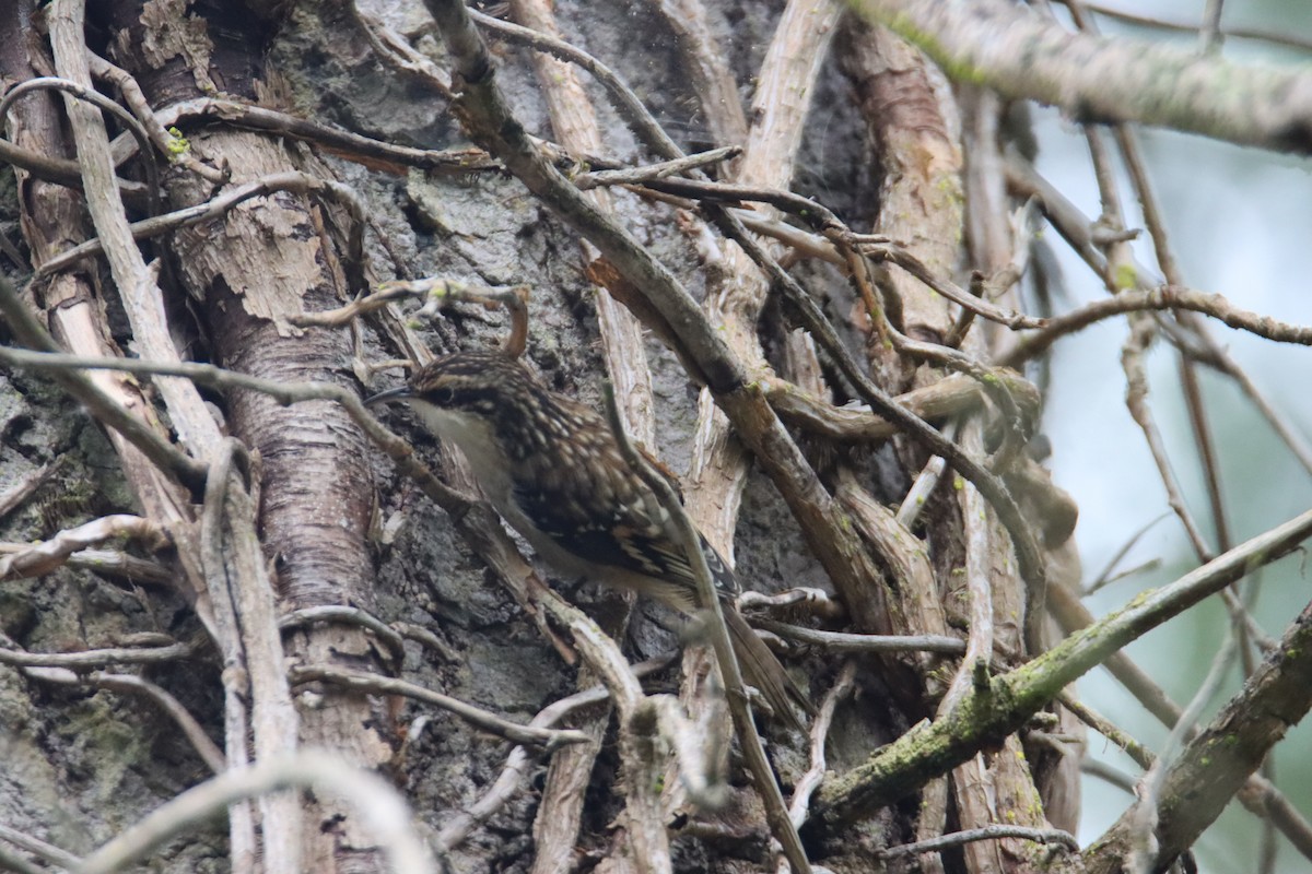 Brown Creeper - ML641866516