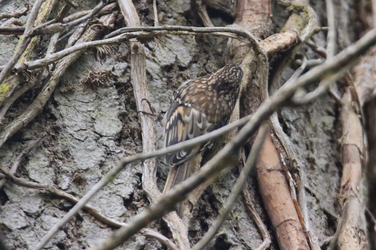 Brown Creeper - ML641866518
