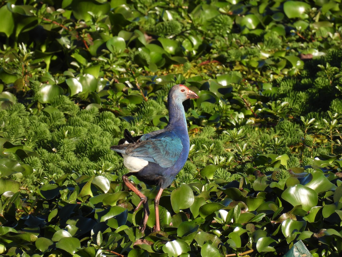 Gray-headed Swamphen - ML641866561
