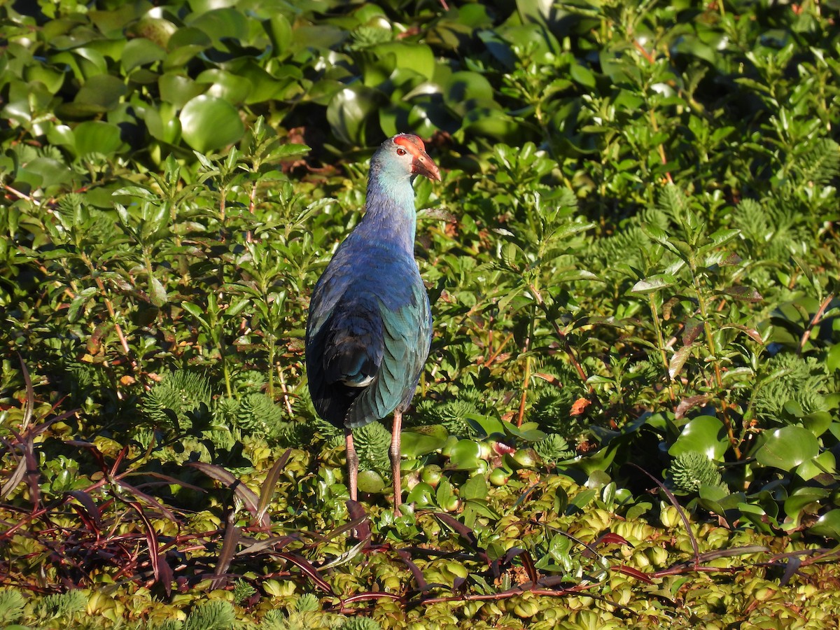 Gray-headed Swamphen - ML641866562
