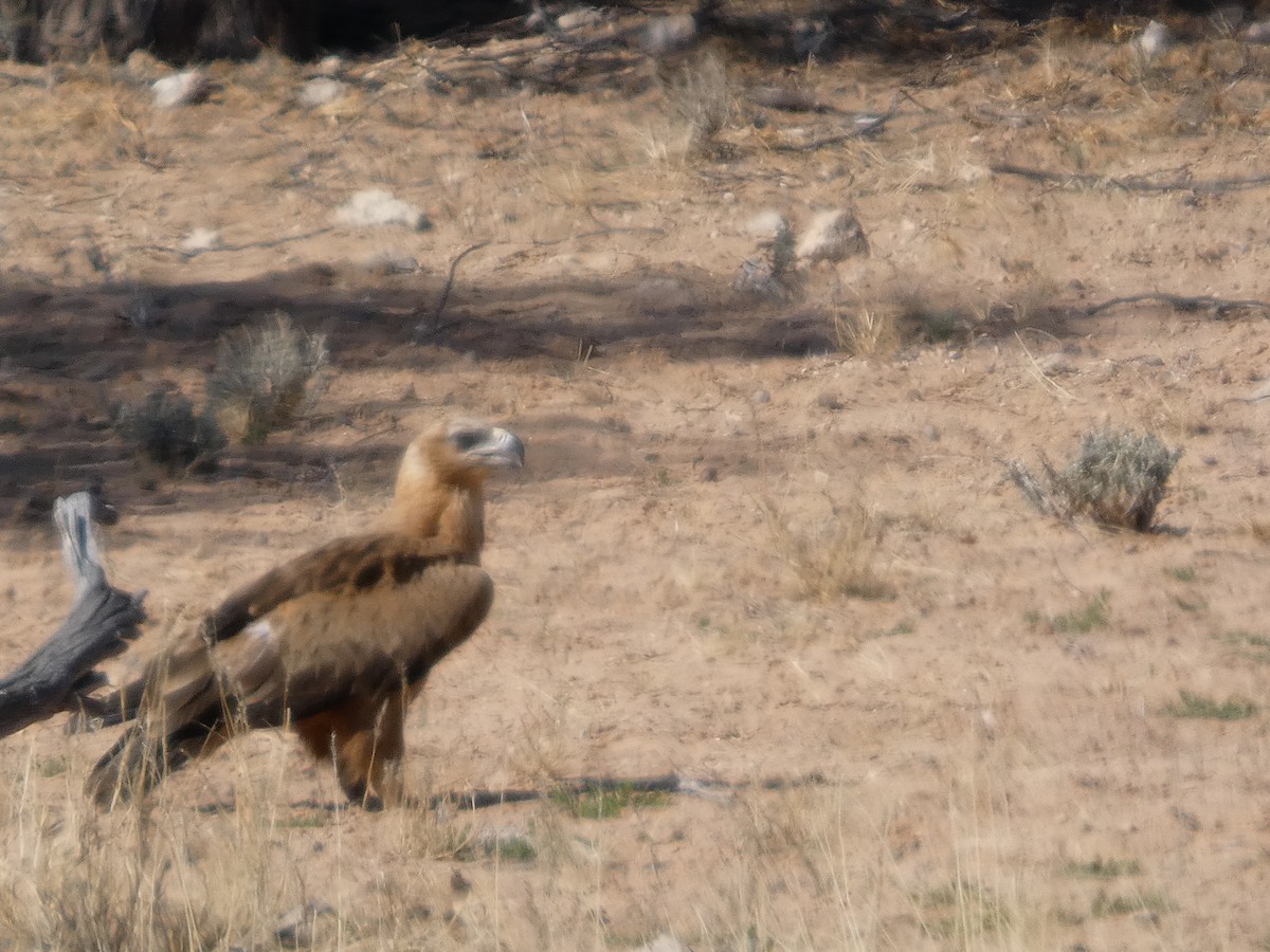 Tawny Eagle - ML641866585