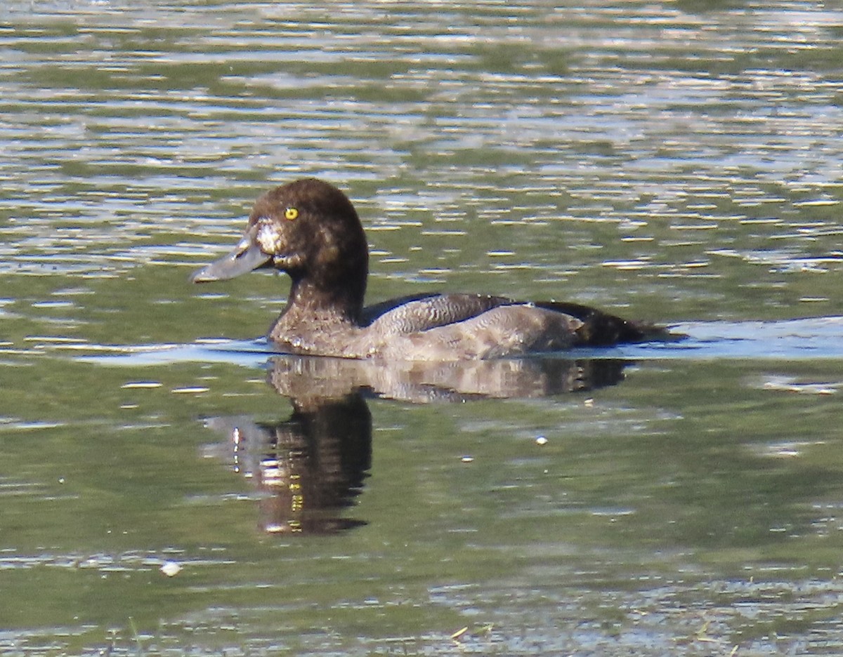 Greater Scaup - ML641866629