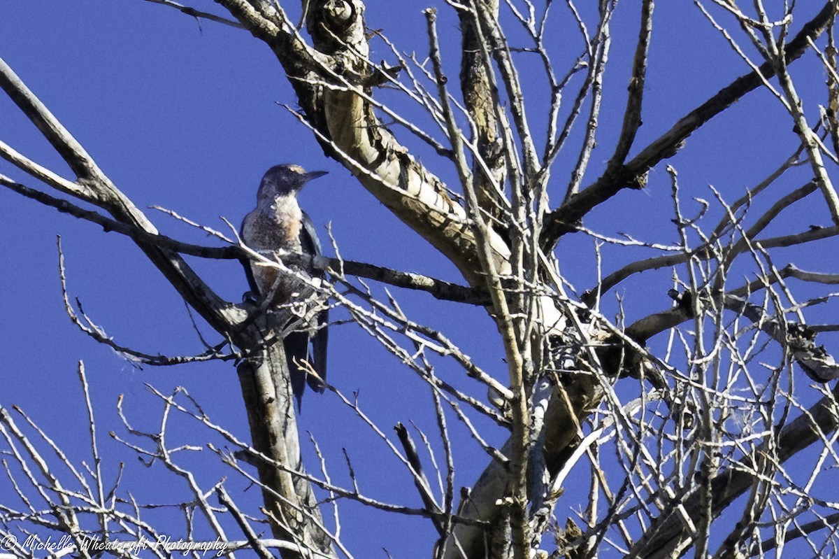 Lewis's Woodpecker - ML641866634