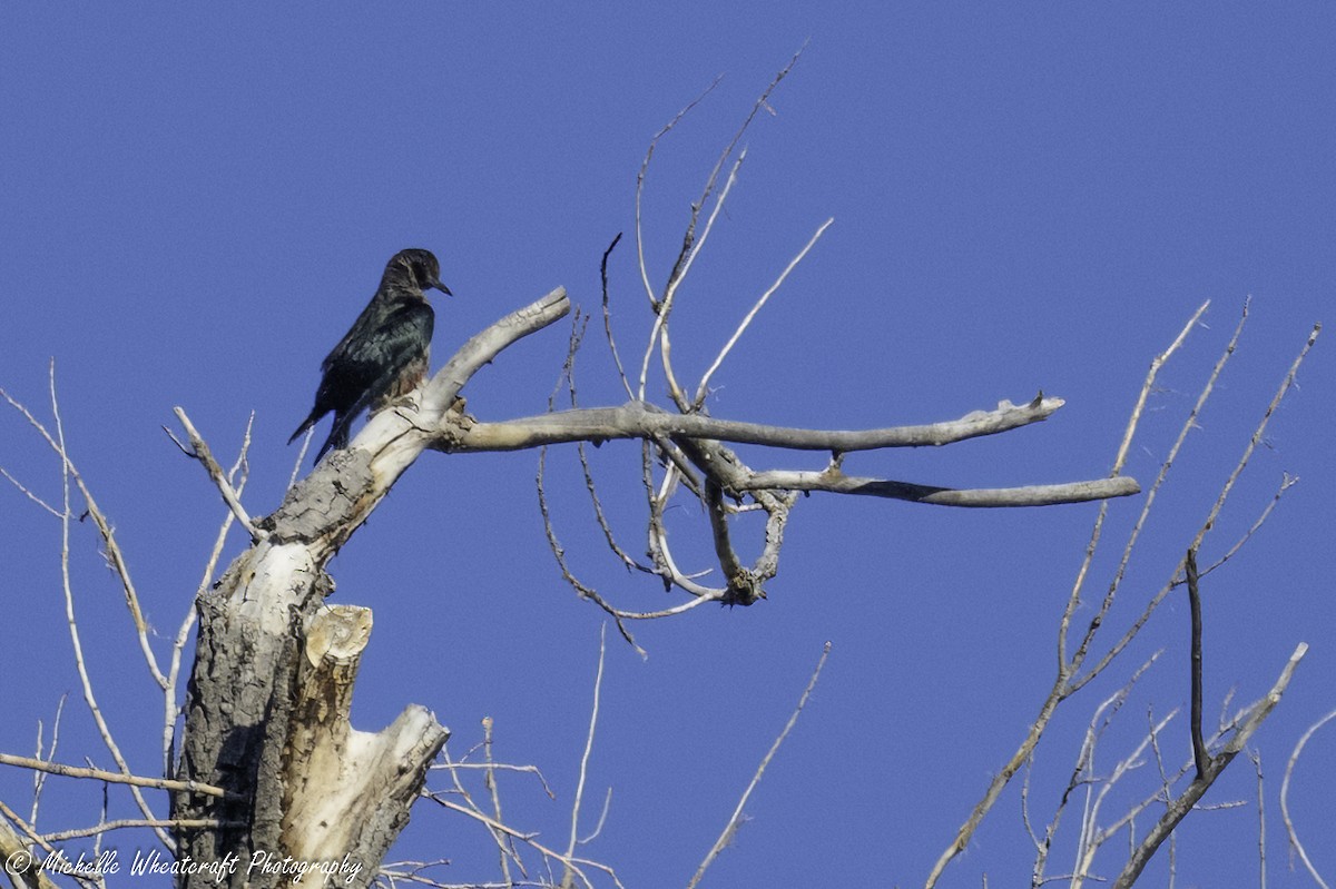 Lewis's Woodpecker - ML641866635