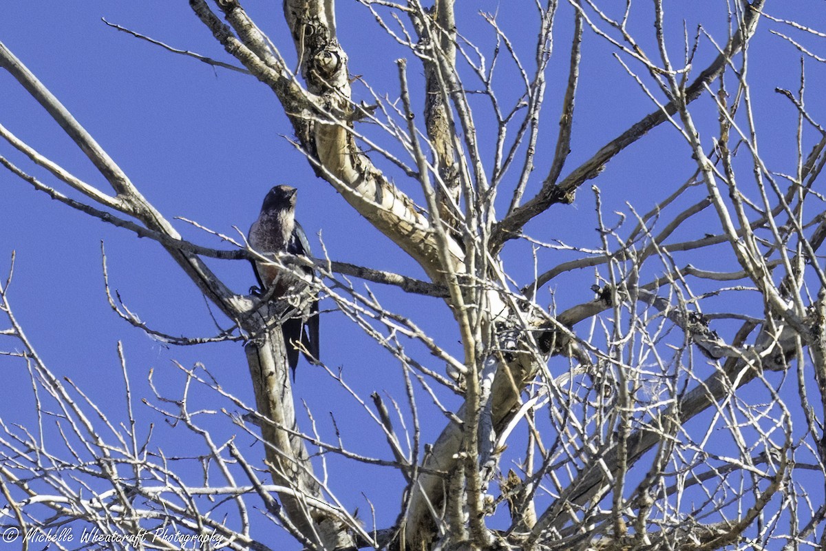 Lewis's Woodpecker - ML641866636