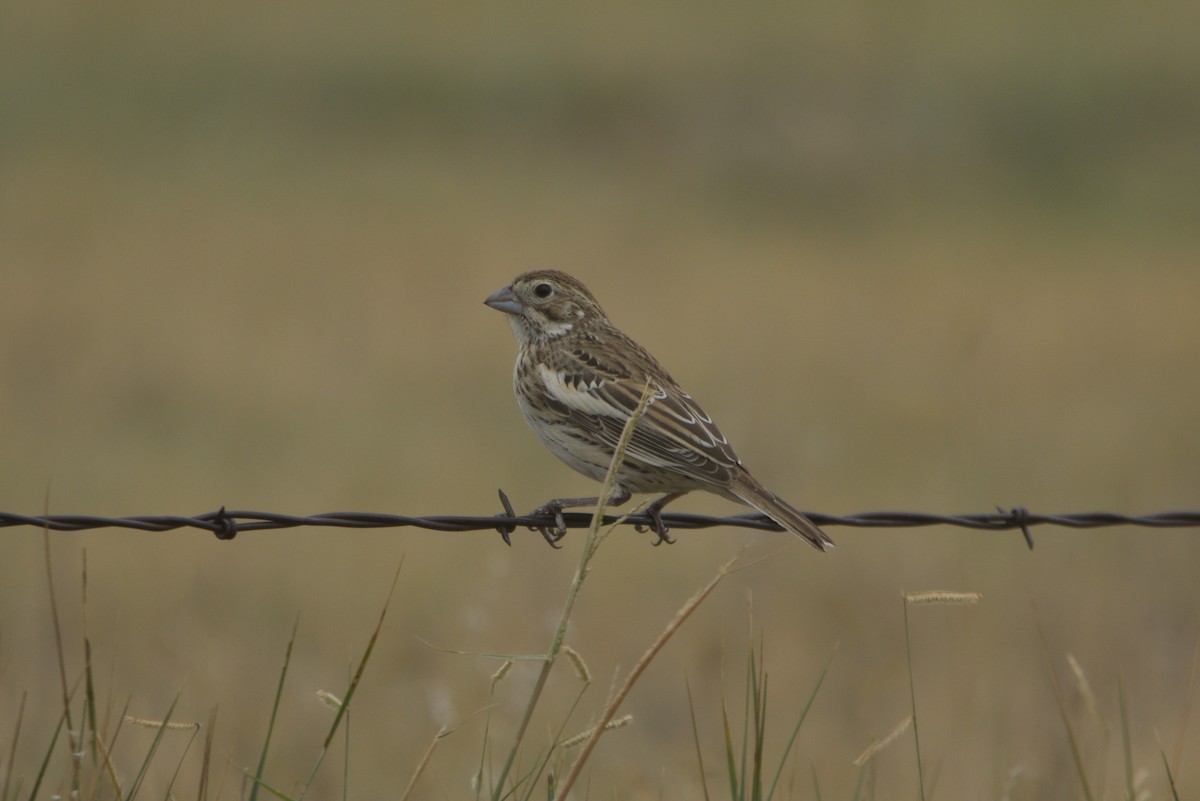 Lark Bunting - ML641866660