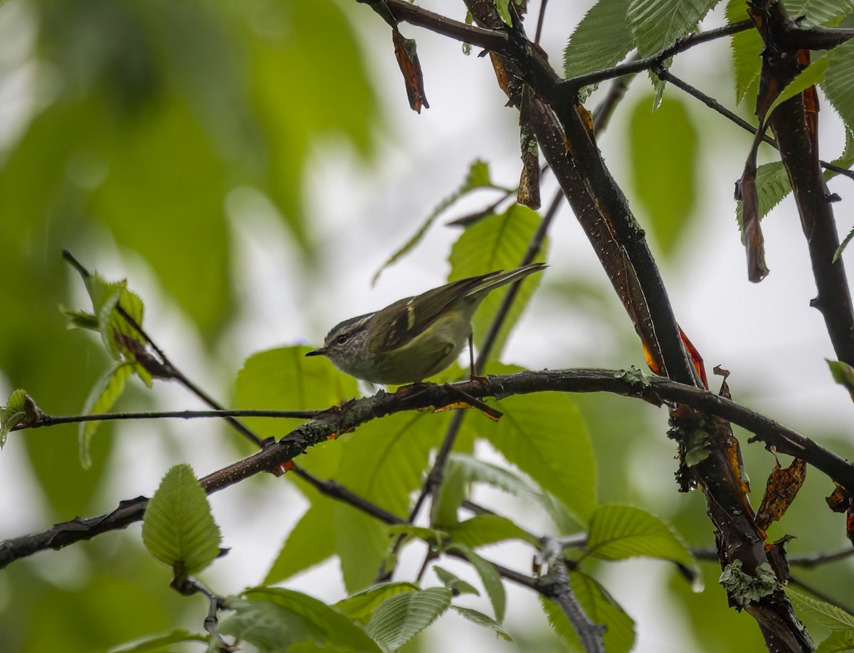 Ashy-throated Warbler - ML641866662