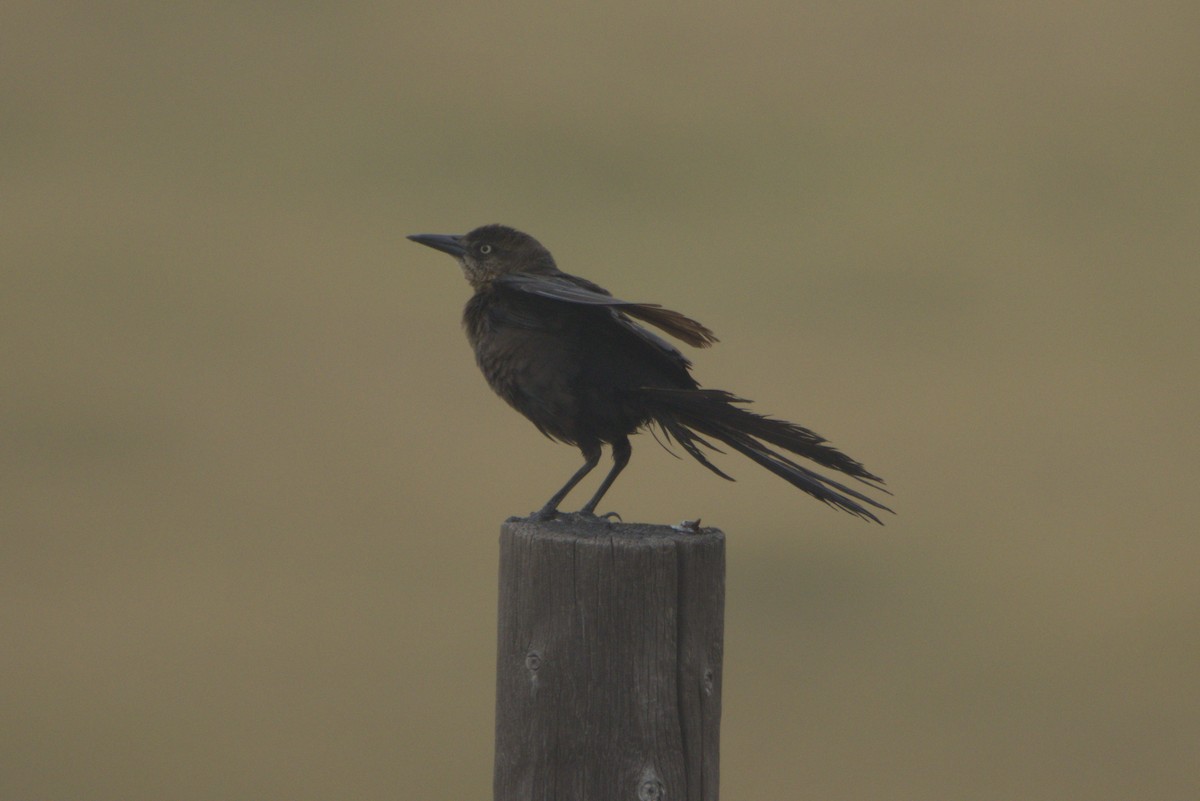 Great-tailed Grackle - ML641866663