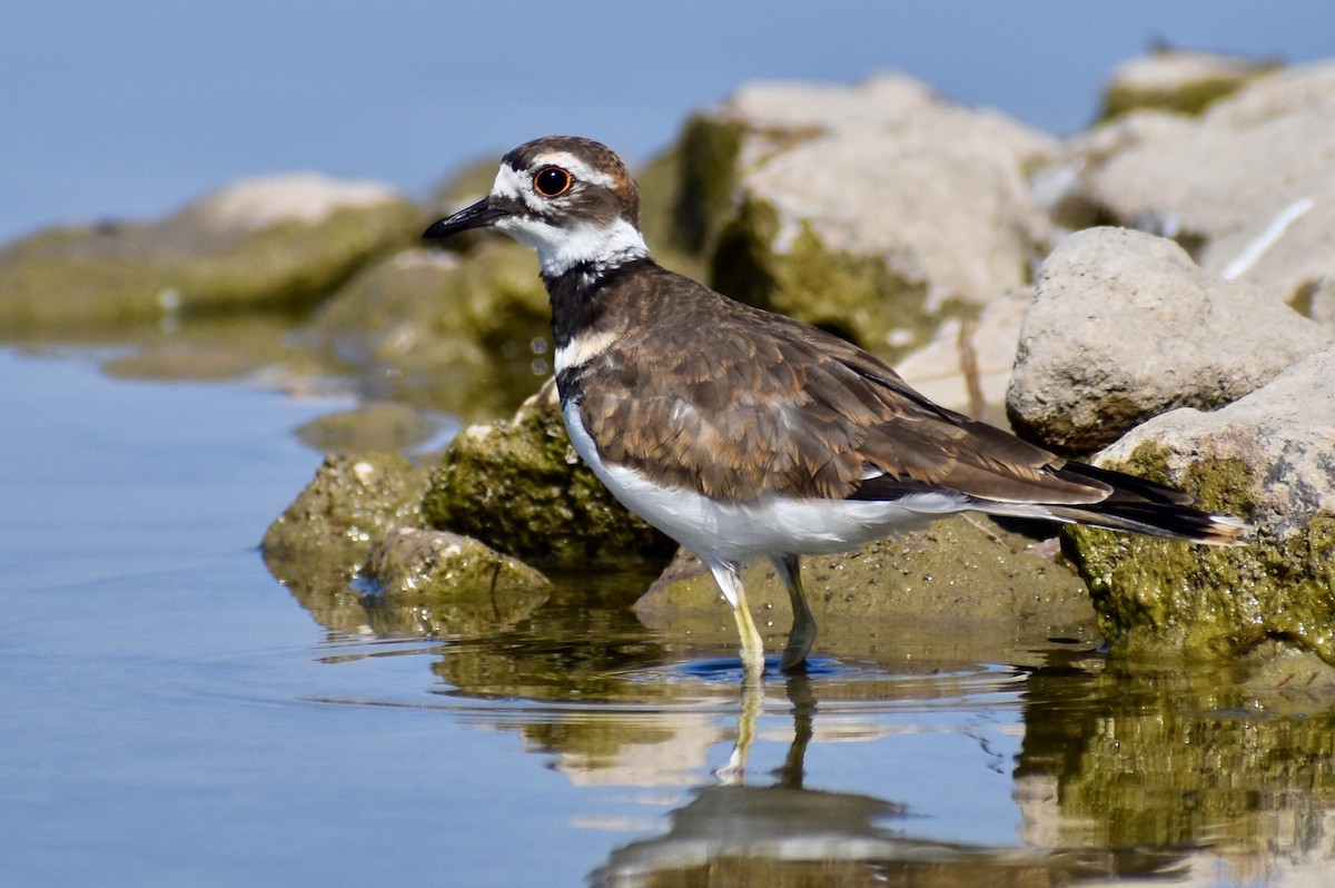 Killdeer - ML641866672