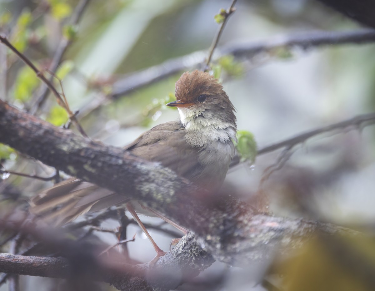 Chestnut-crowned Bush Warbler - ML641866673