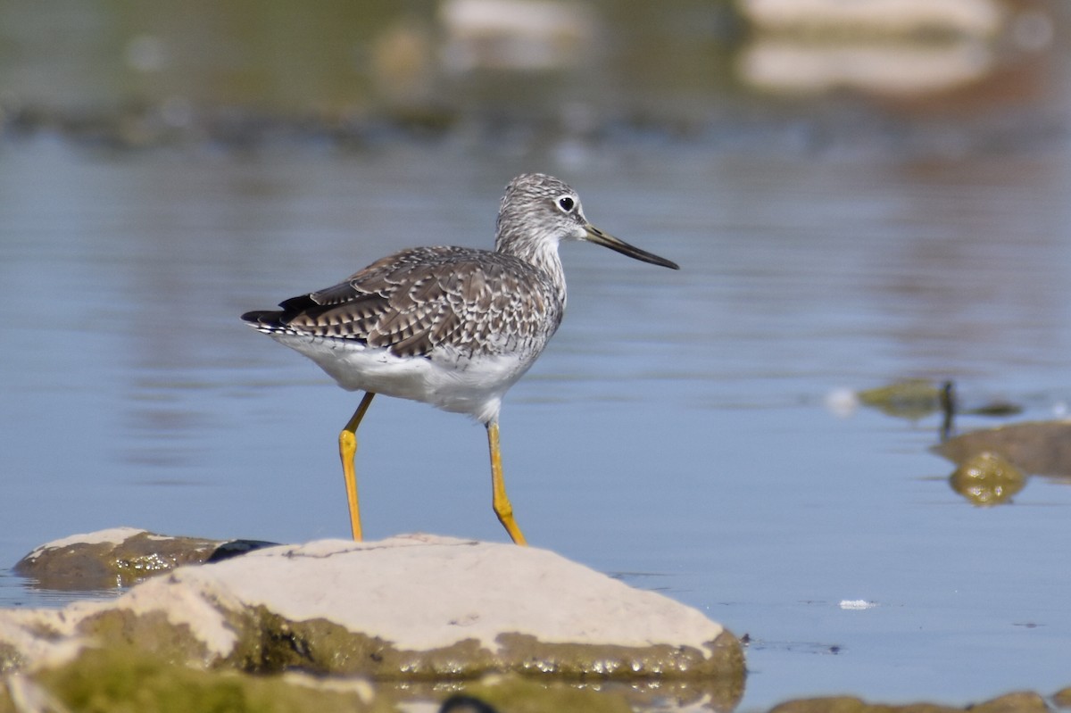 Greater Yellowlegs - ML641866678