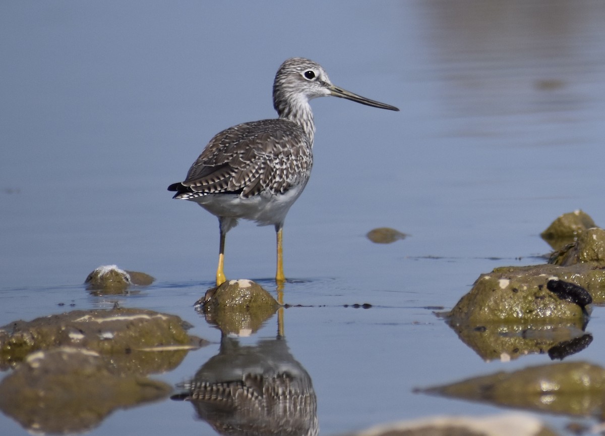 Greater Yellowlegs - ML641866679