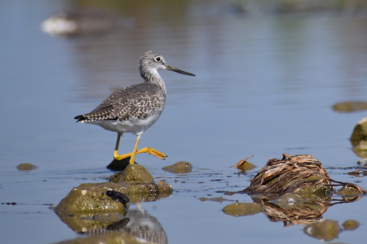 Greater Yellowlegs - ML641866680