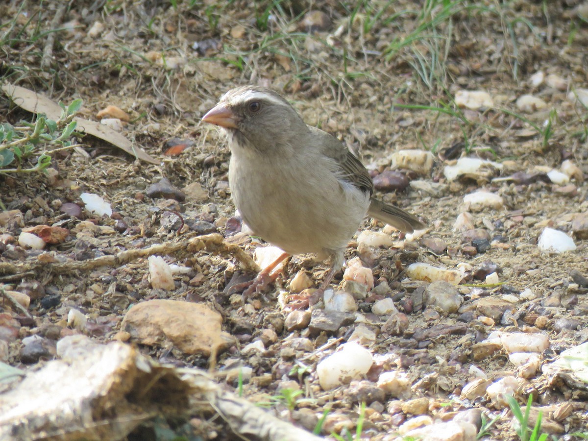 Brown-rumped Seedeater - ML641866701