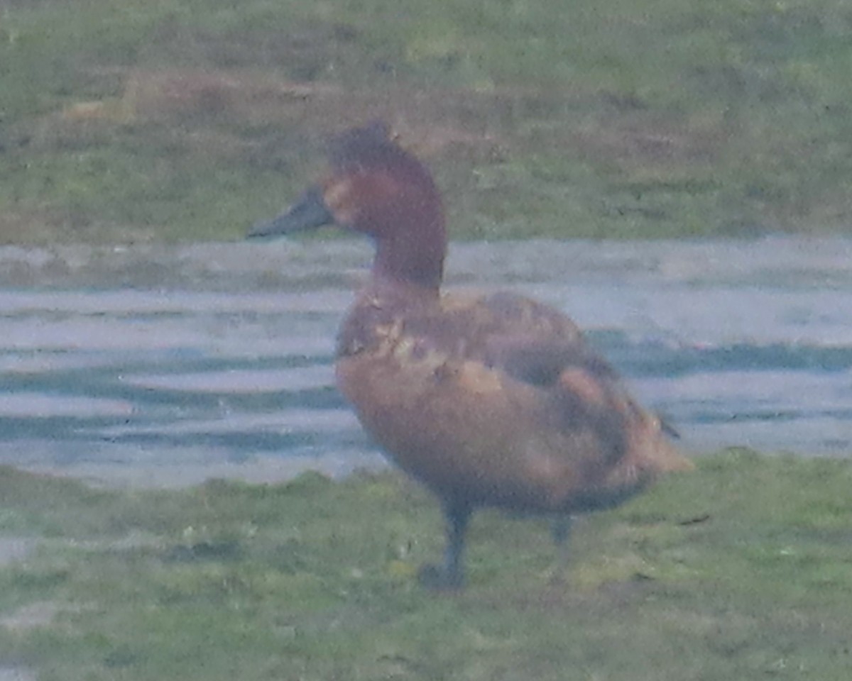 Common Pochard - ML641866714