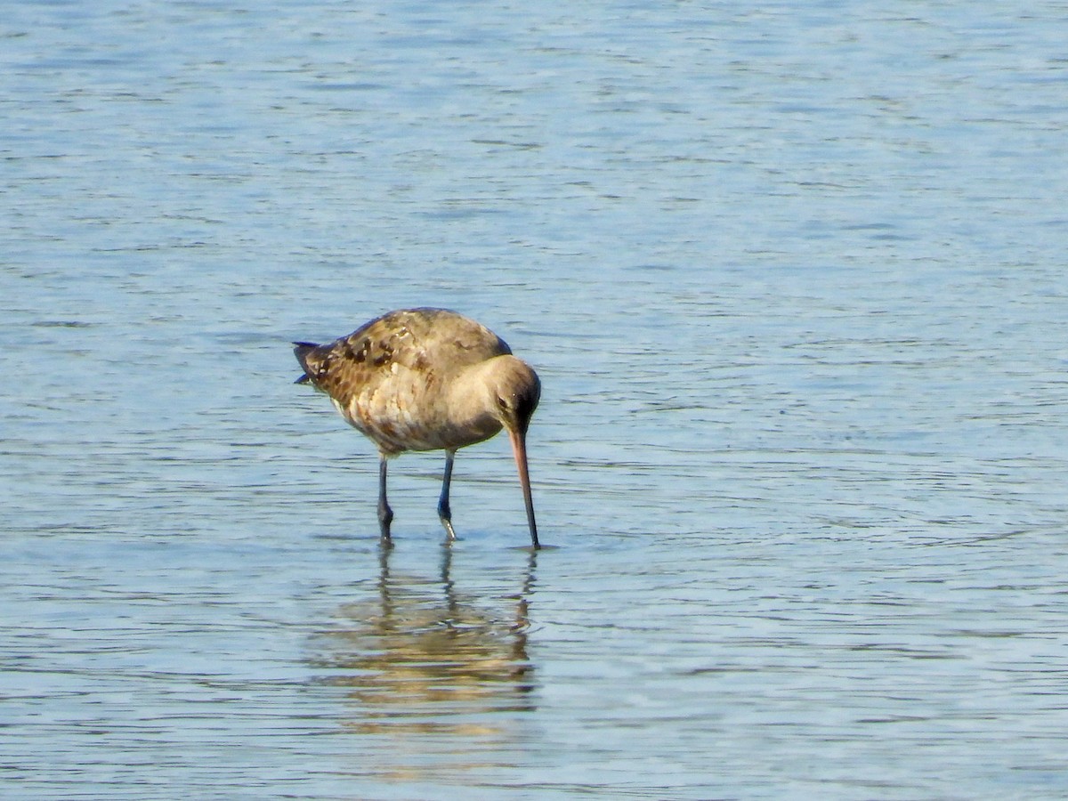 Hudsonian Godwit - ML641866719