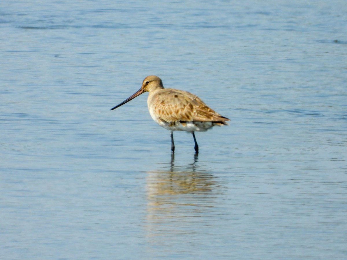 Hudsonian Godwit - ML641866720
