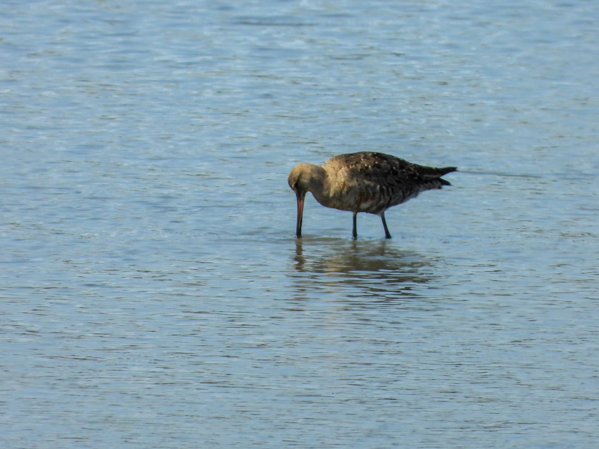 Hudsonian Godwit - ML641866722